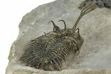 Walliserops Trilobite With Free-Standing Spines - Foum Zguid #179608-6